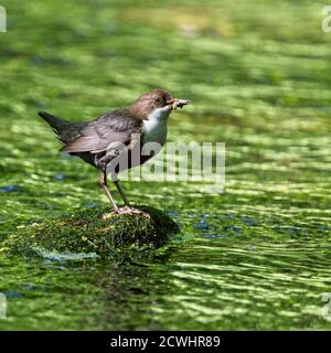 White-throated or European Dipper (Cinclus cinclus) on a woodland stream, Cornwall, England, UK. Stock Photo