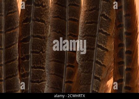 Background of bird feathers for the design. Horizontal orientation Stock Photo