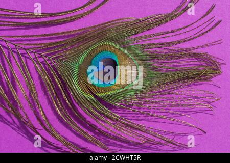 Background with a peacock feather for the design. Horizontal orientation Stock Photo