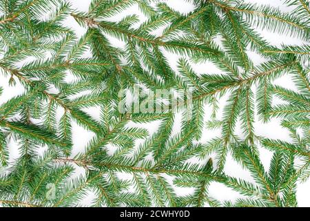 Christmas background from green spruce branches. Christmas tree branches isolated on a white background. Festive background for collages, New Year's a Stock Photo
