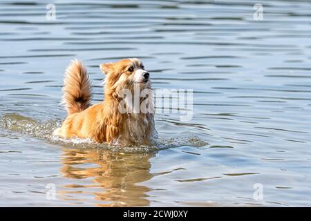 Welsh Corgi Pembroke fluffy dog playing in the water on the beach