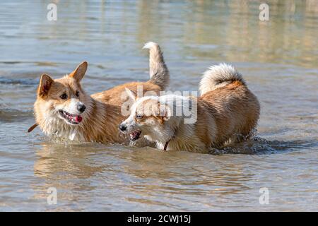 several happy Welsh Corgi Pembroke dogs playing and jumping in the water on the sandy beach