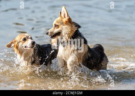 Welsh Corgi Pembroke dog swims in the lake and enjoys a sunny day