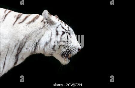 Side Close up view of a white Bengal tiger (Panthera tigris tigris) Stock Photo