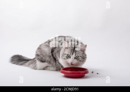 angry cat eating forage from plastic bowl on white background Stock Photo