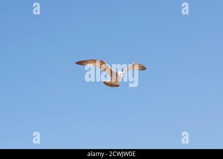 Seagull in flight against blue sky Stock Photo