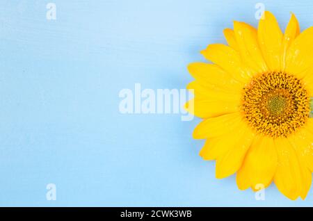 Yellow sunflower macro shot on blue background Stock Photo