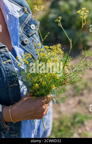 Woman Holding Fennel Flower Stock Photo
