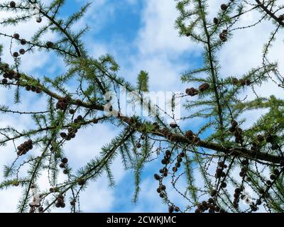 Looking up through the branches of a pine tree with cones to a blue sky with white clouds Stock Photo