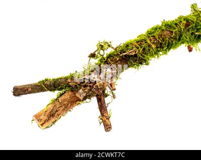 Tree trunk with moss isolated on white background Stock Photo