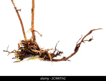 Root of a tree isolated on white background Stock Photo