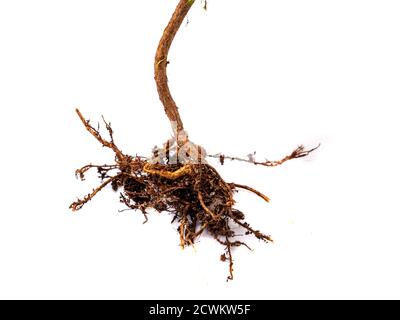 Root isolated on white background Stock Photo
