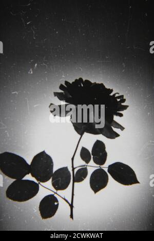 Fine 1970s vintage black white photography of a black rose, black magic, barkarole, black beauty, Tuscany superb, black jade, baccara, black velvet. Stock Photo