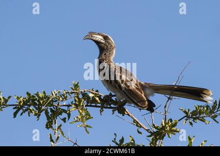 Male african grey hornbill (Lophoceros nasutus) perched on a tree branch against blue sky background in Kruger National Park, South Africa Stock Photo