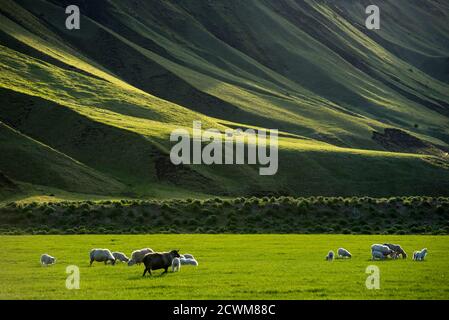 Icelandic landscape with vibrant green hills and countryside grazing sheep, in late afternoon lights in the highlands, Iceland Stock Photo