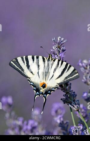 Scarce Swallowtail (Iphiclides podalirius) feeding on lavender, Provence, France Stock Photo