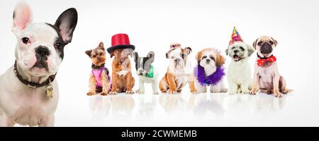 french bulldog standing in front of many dogs dressed in different halloween costumes and hats Stock Photo