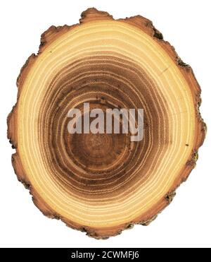 Unusual shape wood slab texture. Acacia tree cross section with growth rings and bark isolated on white background overhead view Stock Photo