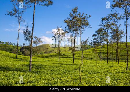 Sri Lanka, Hatton area, Tea estate Stock Photo