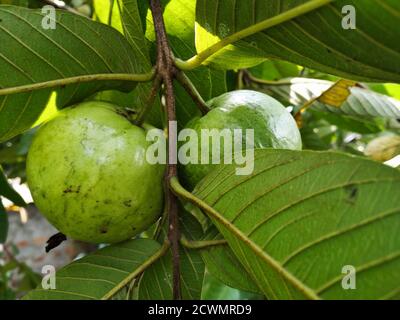 Two green Guava in a tree. Scientific Name: Psidium ... Two green Guava in a tree. Scientific Name: Psidium ...