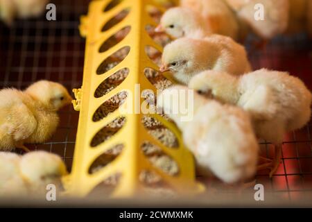 raising chickens on a poultry farm Stock Photo