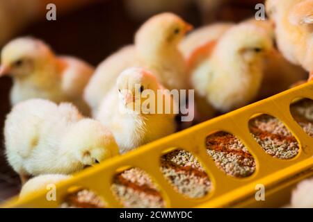 raising chickens on a poultry farm Stock Photo