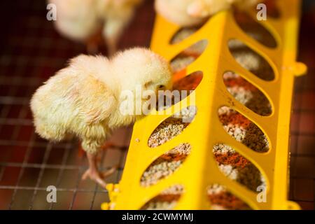 raising chickens on a poultry farm Stock Photo