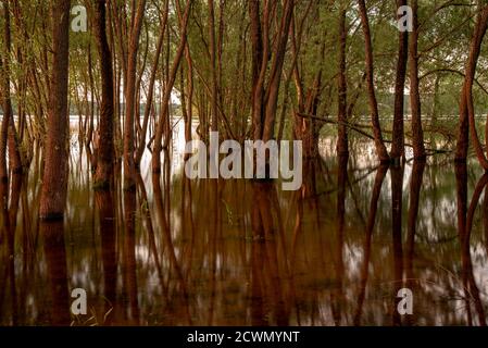 Thin tree trunks are reflected in the water.  Stock Photo