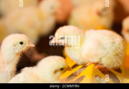 raising chickens on a poultry farm Stock Photo