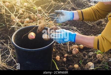 A farmer woman collects potatoes in a bucket. Work in the farm field. Pick, sort and pack vegetables. Organic gardening and farming. Harvesting campai Stock Photo