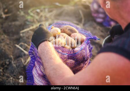 A farmer fills a mesh bag with harvest potatoes. Harvesting potatoes campaign on farm plantation. Farming. Countryside farmland. Growing, collecting, Stock Photo