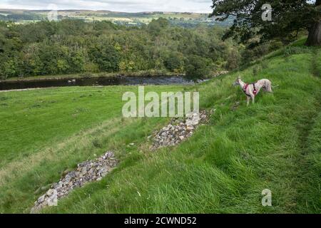 Whippet looking over the River Ure valley towards Redmire in the Yorkshire Dales. Stock Photo