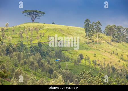 Sri Lanka, Hatton, Castlereagh Lake, Tea Estate Stock Photo