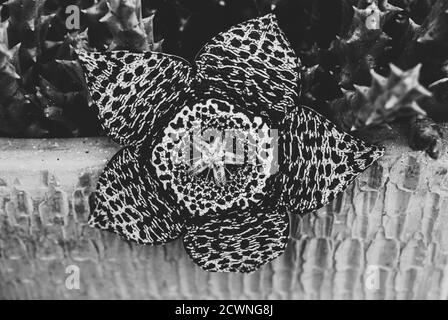 Grayscale shot of beautiful stapelia flower Stock Photo