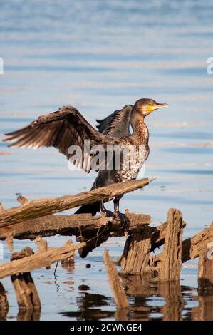 Great Cormorant Phalacrocorax carbo carbo adult perched over water ...