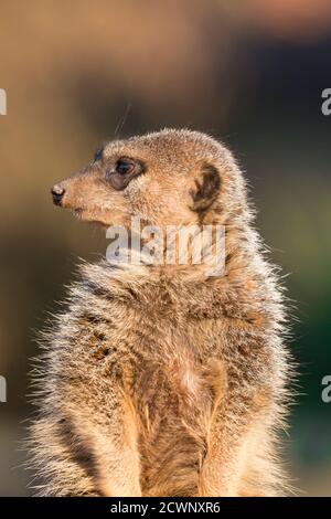 Close up of meerkat (Suricata suricatta) sitting upright in golden evening sunlight, head turned, looking over its shoulder. Stock Photo