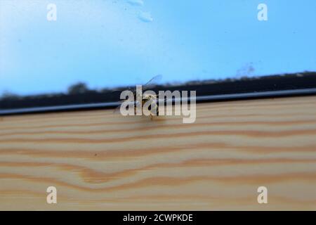 Wasp on the inside of a window frame Stock Photo