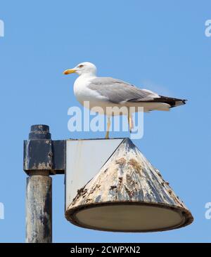 Portrait of nice big seagull close up. Birtd sitting on a lamp close up. Stock Photo