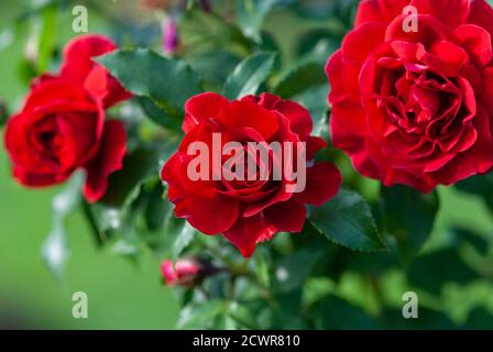 Lady Ryder of Warsaw rich crimson red roses - modern british shrub by Harkness Stock Photo