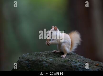 White squirrel (leucistic red squirrel) standing on a rock eating a peanut in the forest in the morning light in Canada Stock Photo
