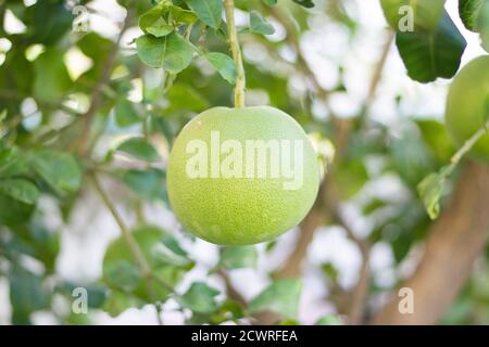 Ripe large green pomelo (shaddock, grapefruits, rutaceae, citrus maxima, citrus grandis, Merra, pummel, pumpelmoes) hanging on a tree branch Stock Photo