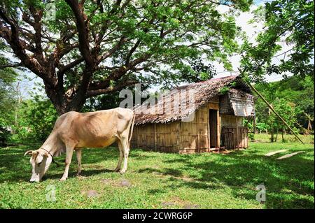 Scenery of a bamboo house and a huge acacia tree next to a cow eating green grass, typical rural scene in the Philippines, Visayas, Asia Stock Photo