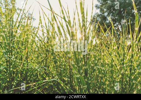 Scenic view Miscanthus Sinensis Strictus Zebrinus leaves in home backyard ornamental garden with green grass lawn and backlit sun lights background Stock Photo