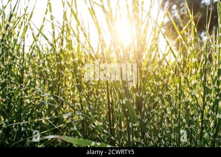 Scenic view Miscanthus Sinensis Strictus Zebrinus leaves in home backyard ornamental garden with green grass lawn and backlit sun lights background Stock Photo