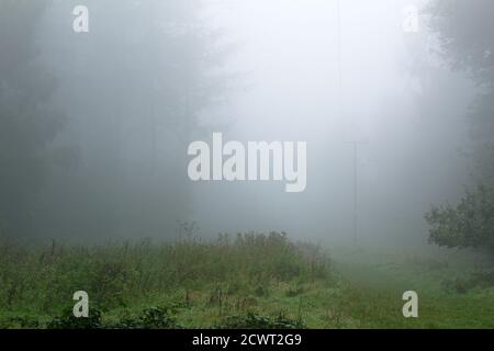 morning foggy heavy fog in the woods Stock Photo
