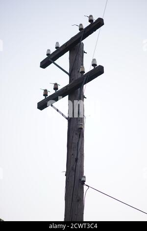 old wooden pillar with wires on the white sky background. Stock Photo