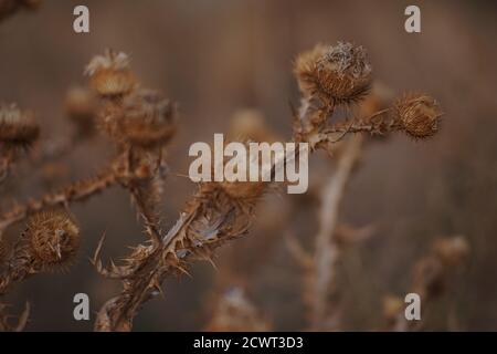 Dry brown burdock plant with thorny burdock Stock Photo