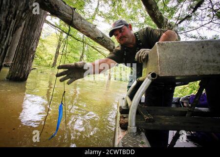 Crawfisherman Jody Meche reaches for the string leading to his crawfish trap, to move it to a higher branch, in the Atchafalaya Basin near Butte LaRose, Louisiana, May 20, 2011. Meche worked to bring the lines above the waterline as levels began rapidly rising, a week after the Army Corps of Engineers opened the Morganza spillway. REUTERS/Lee Celano (UNITED STATES - Tags: ENVIRONMENT)
