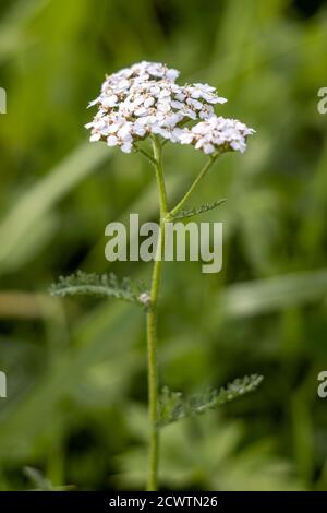 White Cow Parsley flowering in autumn Stock Photo