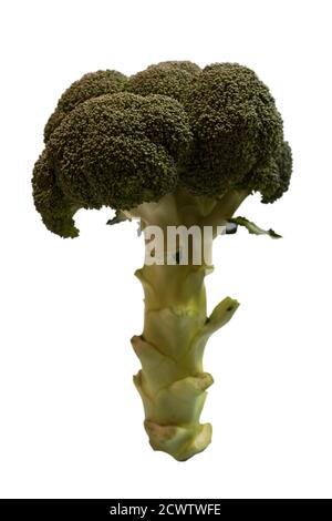 Fresh natural green tree-shaped broccoli. Isolated on white background. Stock Photo